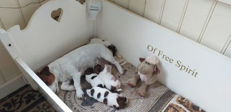 Pups geboren op 01-10-2020