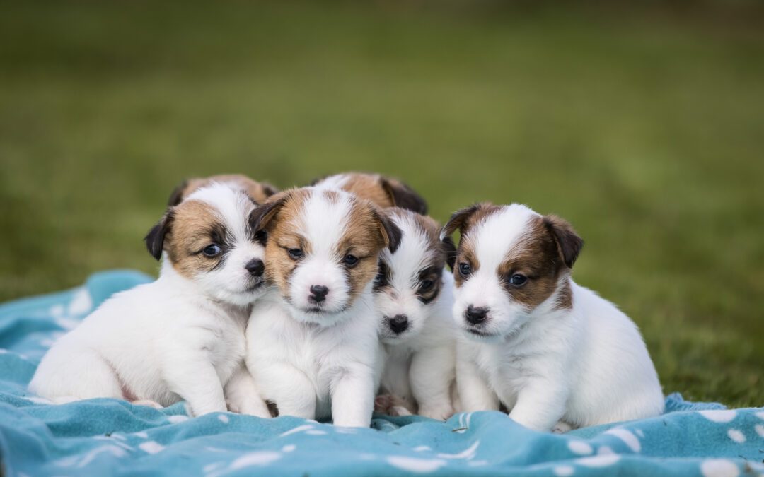 Pups geboren op 12-02-2021