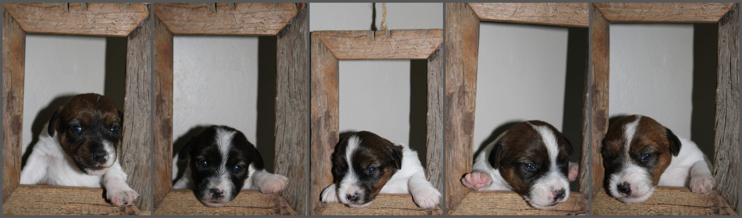 Pups op rij