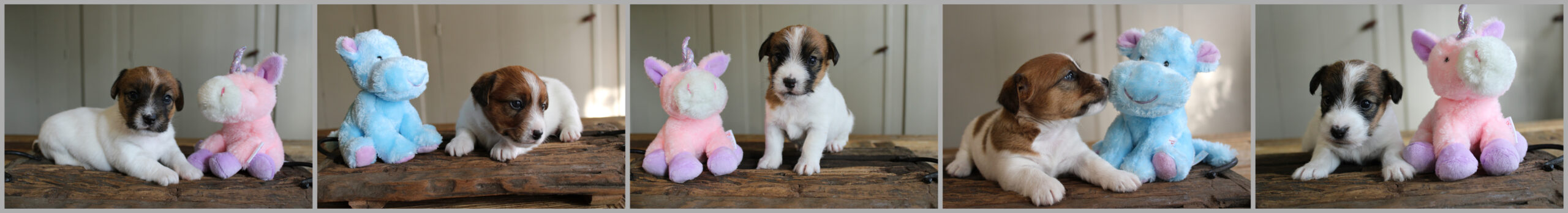 Bramble X Gino 4 weeks