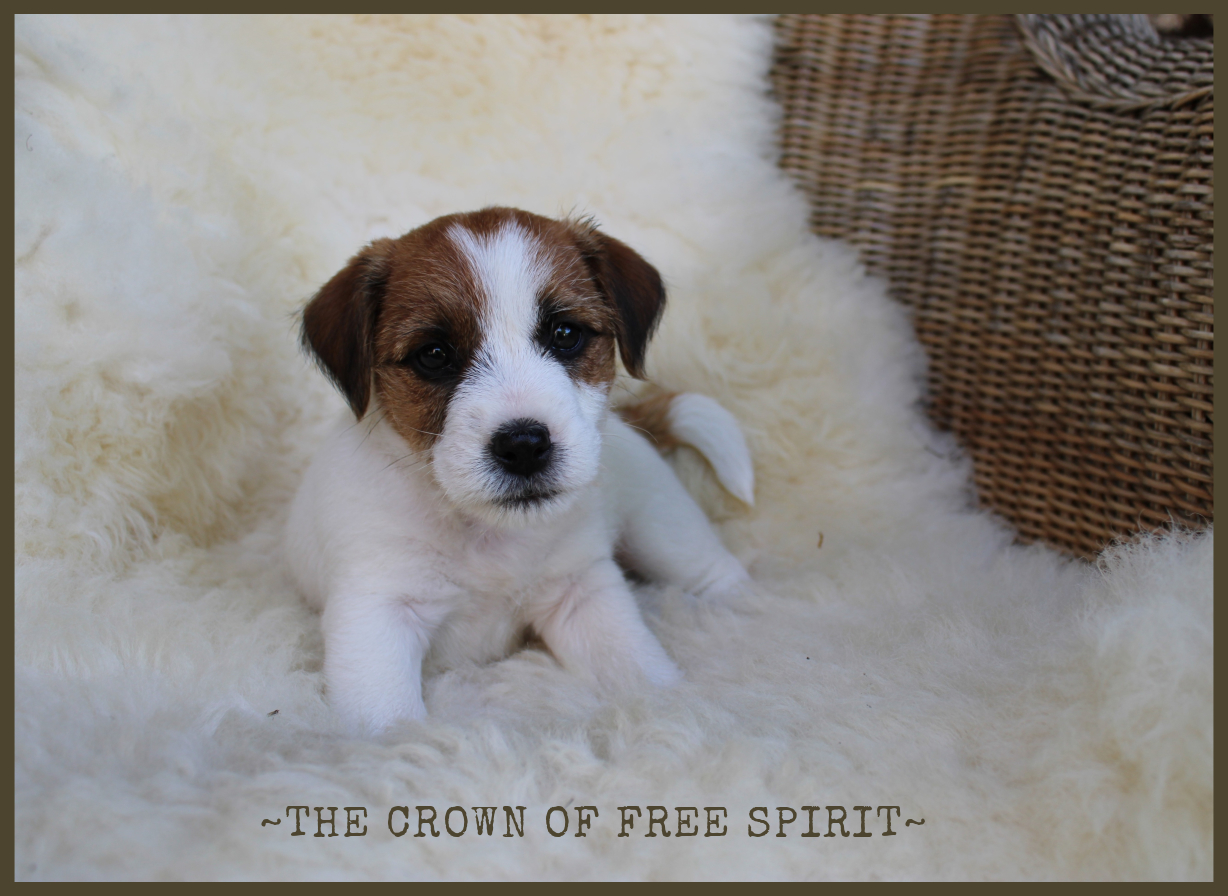 cROWN 6 WEEKS OLD